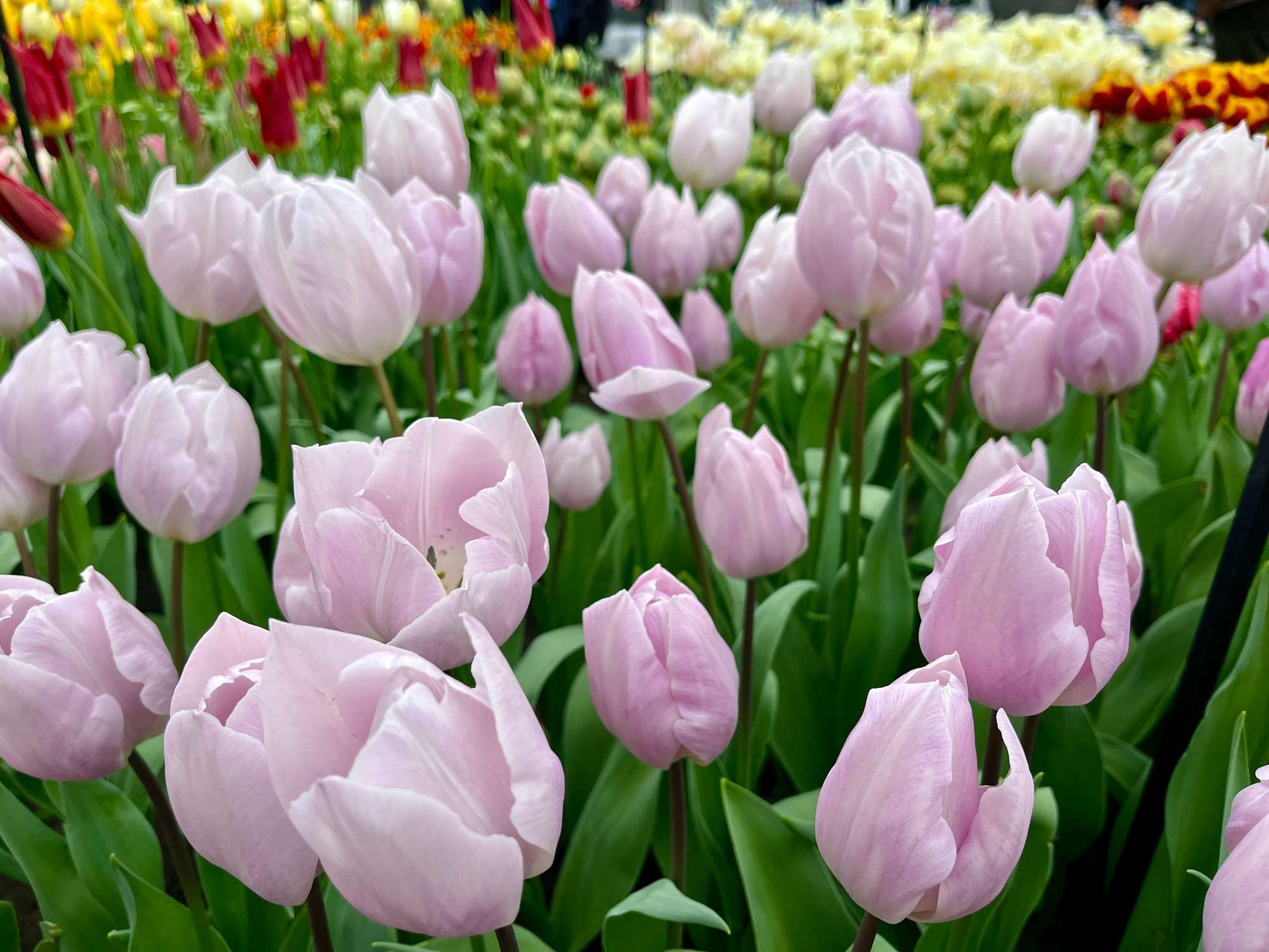 Tulpe 'Silver Cloud'